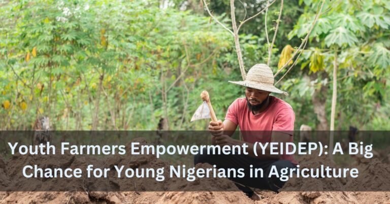 Youth Farmers Empowerment (YEIDEP): A Big Chance for Young Nigerians in Agriculture