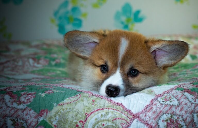 99exch Review: Innovative Trading Platform Transforming Indian Markets